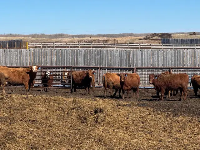 BRED COWS - Photo 2