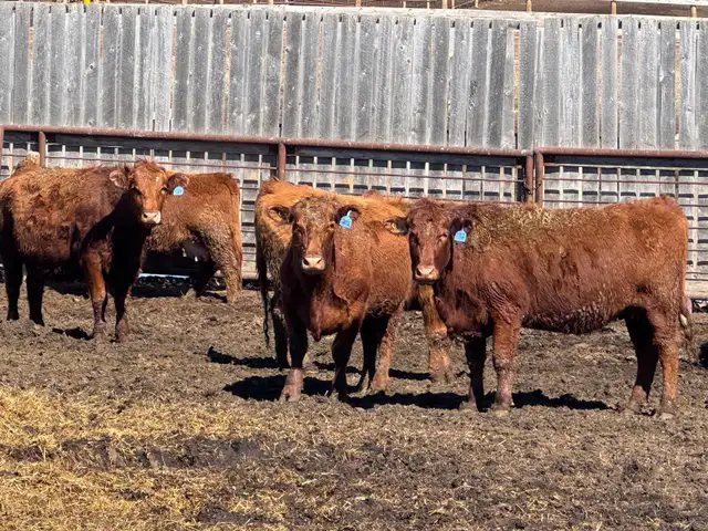 BRED COWS - Photo 3