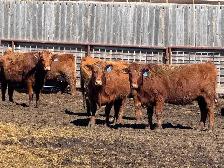 BRED COWS - Photo 3