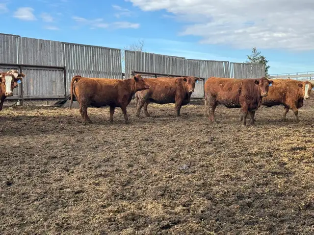 BRED COWS - Photo 4