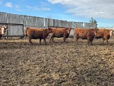 BRED COWS - Photo 4