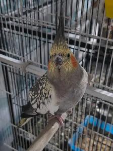 Lovely Cockatiels