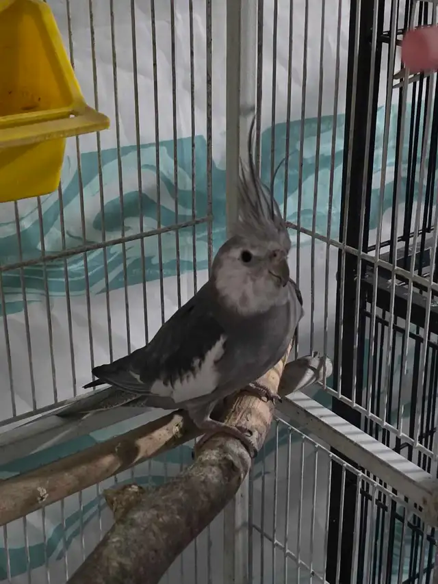 Lovely Cockatiels - Photo 2
