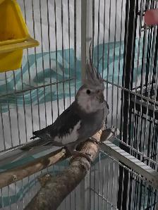 Lovely Cockatiels - Photo 2