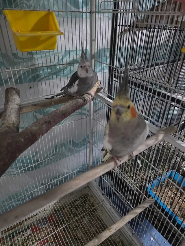 Lovely Cockatiels - Photo 3