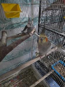Lovely Cockatiels - Photo 3