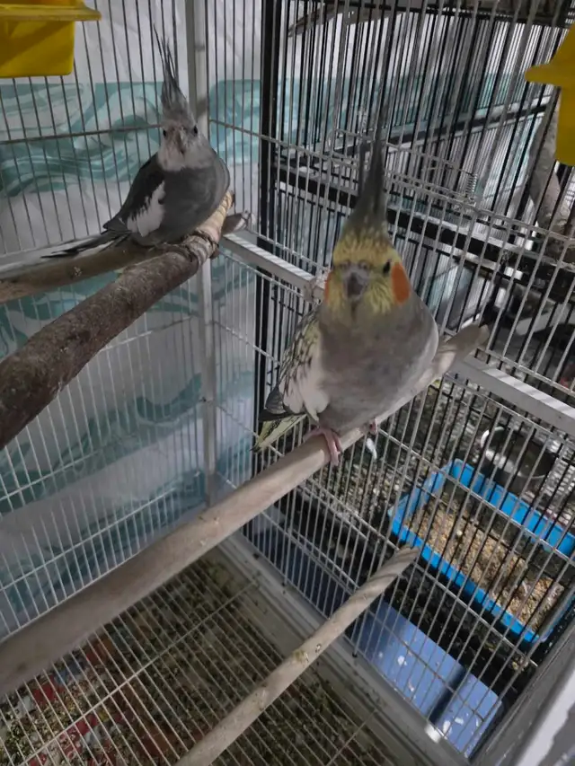 Lovely Cockatiels - Photo 4