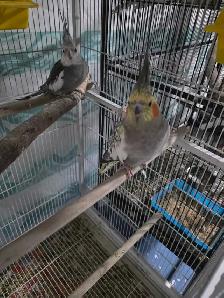 Lovely Cockatiels - Photo 4