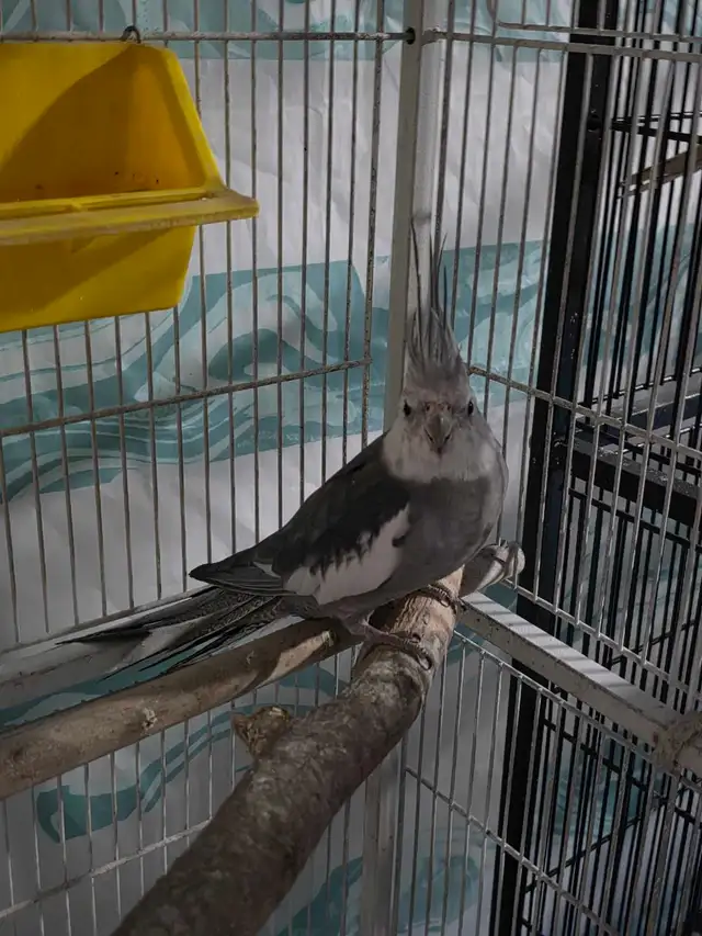 Lovely Cockatiels - Photo 5