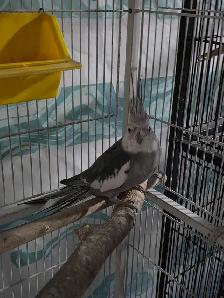 Lovely Cockatiels - Photo 5