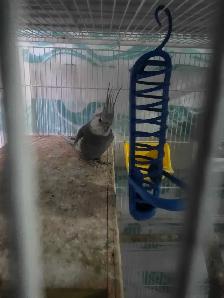 Lovely Cockatiels - Photo 6