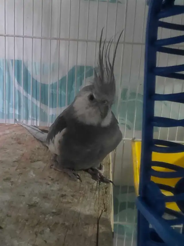 Lovely Cockatiels - Photo 7
