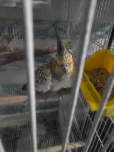 Lovely Cockatiels - Photo 8