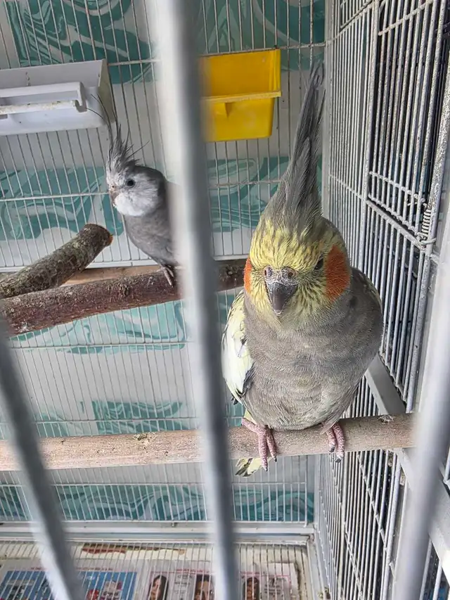 Lovely Cockatiels