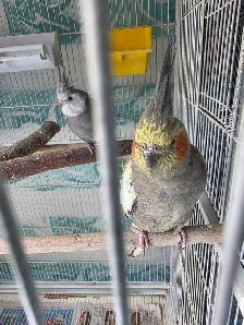 Lovely Cockatiels