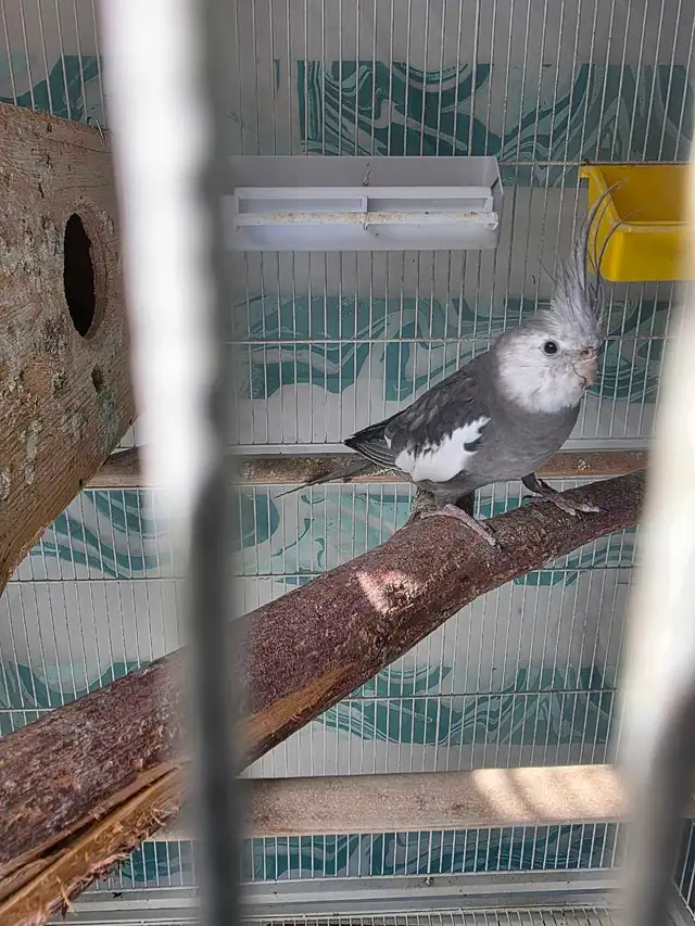 Lovely Cockatiels - Photo 2