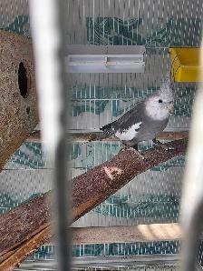 Lovely Cockatiels - Photo 2