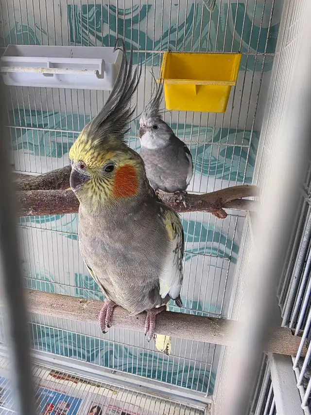Lovely Cockatiels - Photo 3