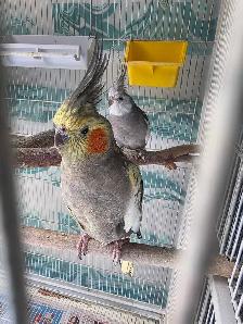 Lovely Cockatiels - Photo 3