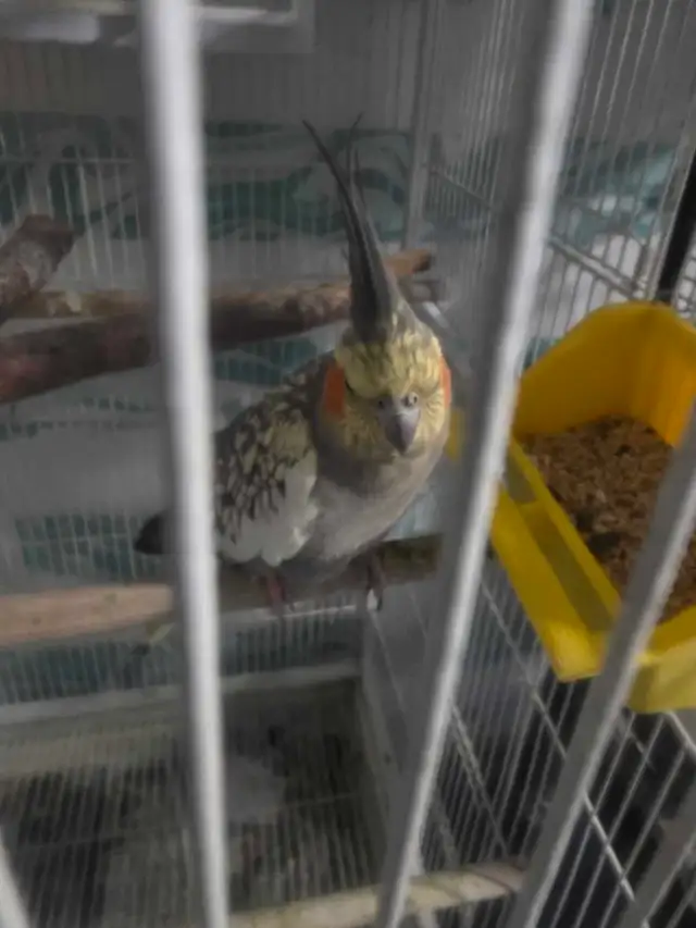Lovely Cockatiels - Photo 6