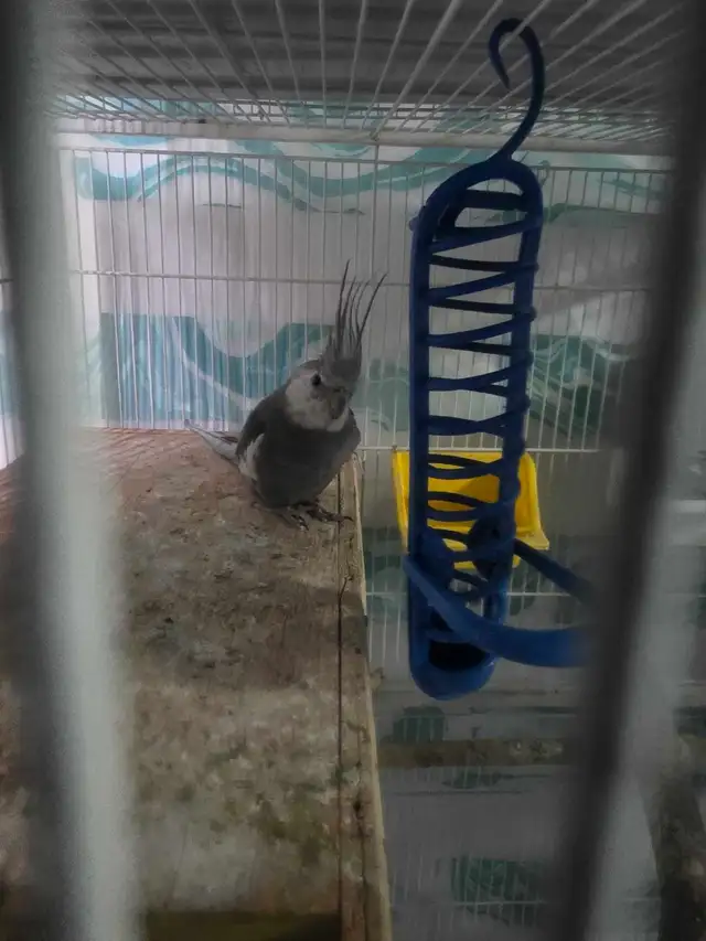 Lovely Cockatiels - Photo 7