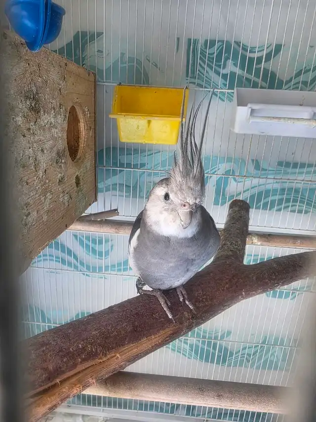 Lovely Cockatiels - Photo 9