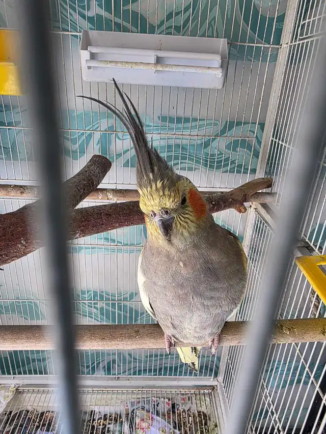 Lovely Cockatiels - Photo 10