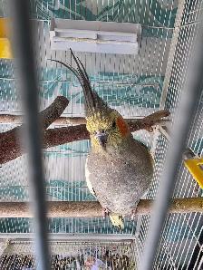 Lovely Cockatiels - Photo 10