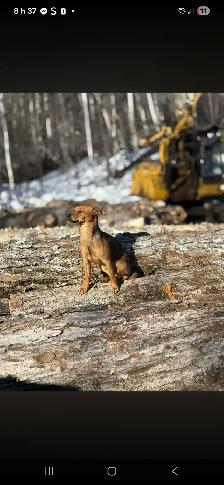 A donner - Photo 3
