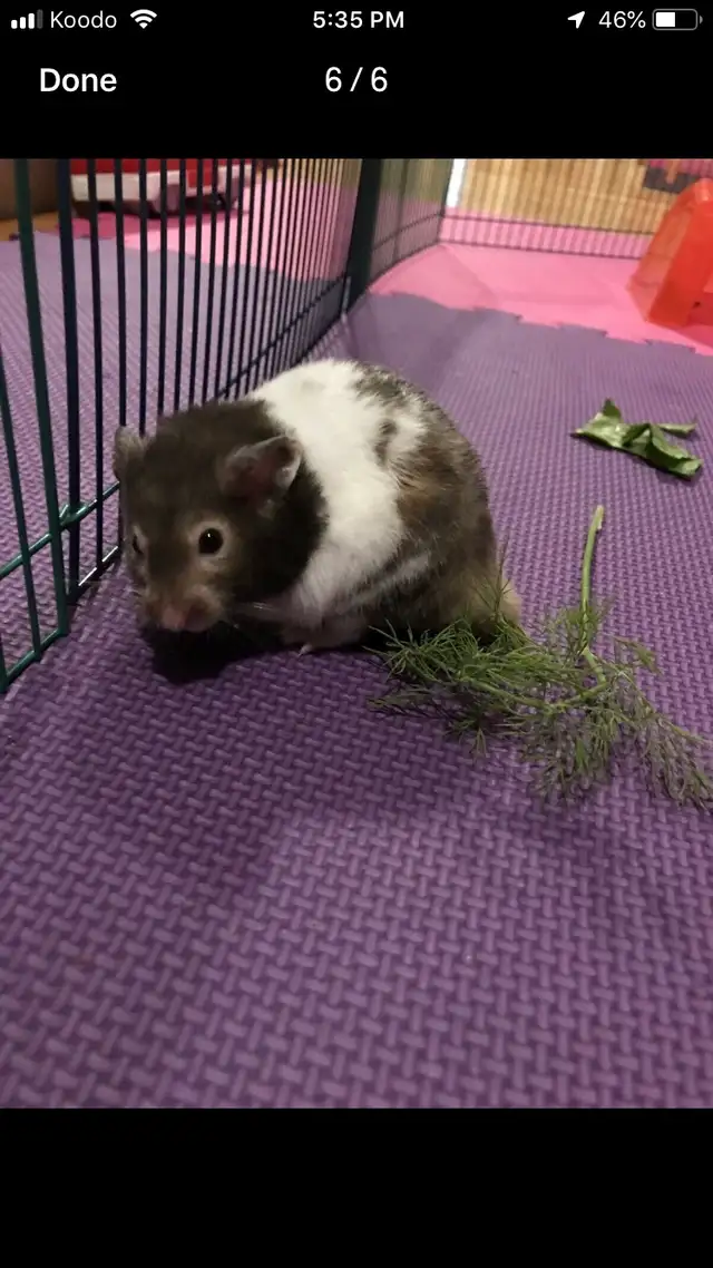 Small Pet-sitting - Photo 2