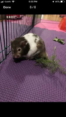 Small Pet-sitting - Photo 2