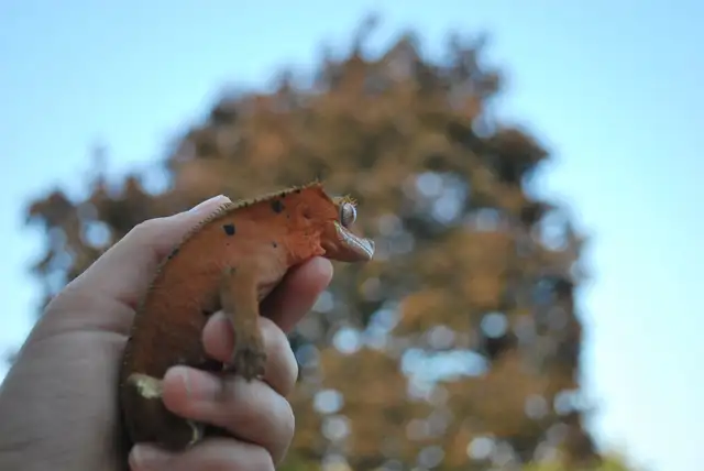 Small Pet-sitting - Photo 3