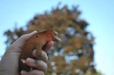 Small Pet-sitting - Photo 3