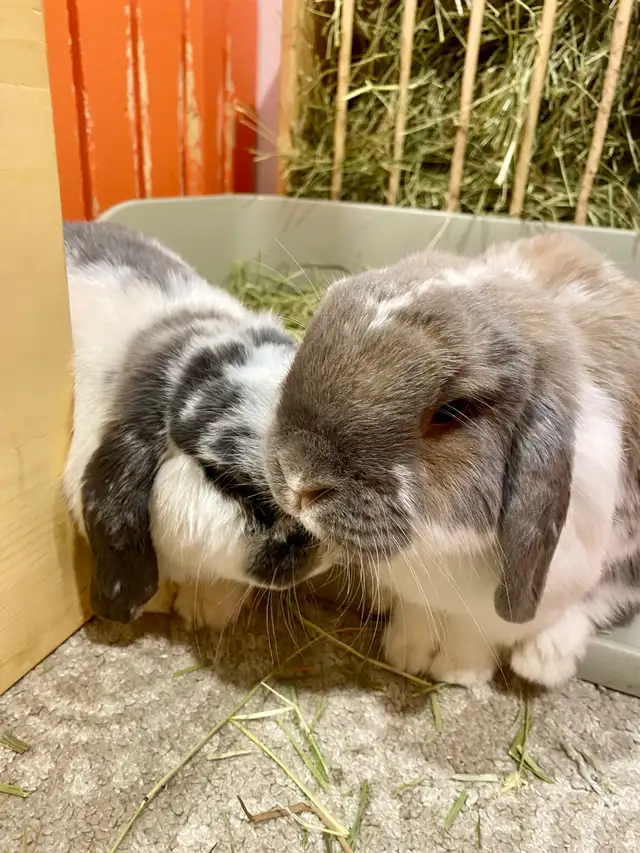 Small Pet-sitting - Photo 4