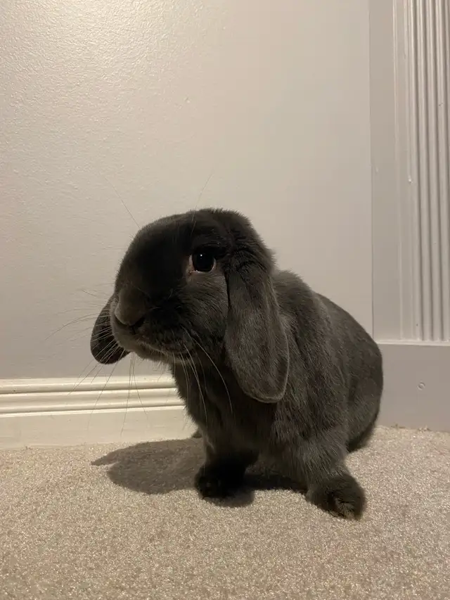 Small Pet-sitting - Photo 5