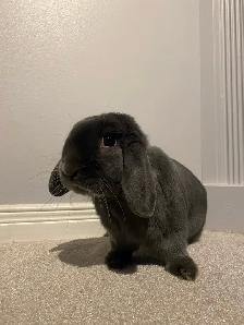 Small Pet-sitting - Photo 5