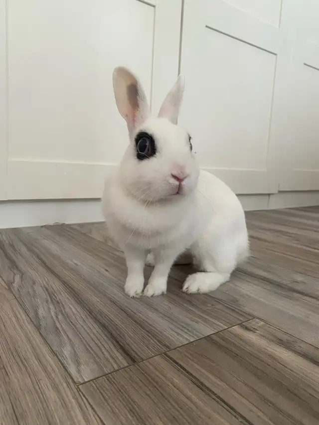 Small Pet-sitting - Photo 6