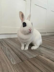 Small Pet-sitting - Photo 6