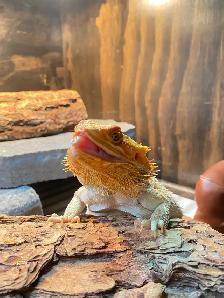 Small Pet-sitting - Photo 7