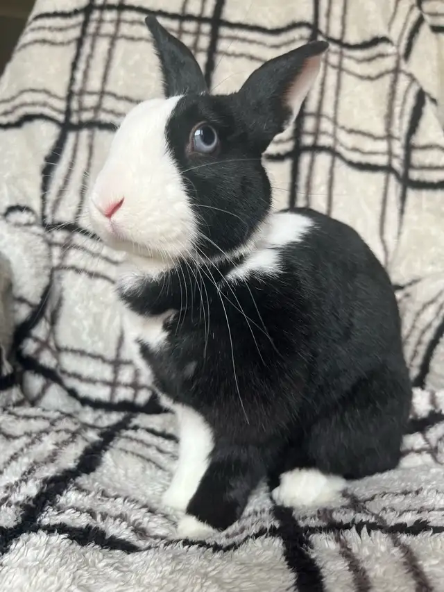 Small Pet-sitting - Photo 8