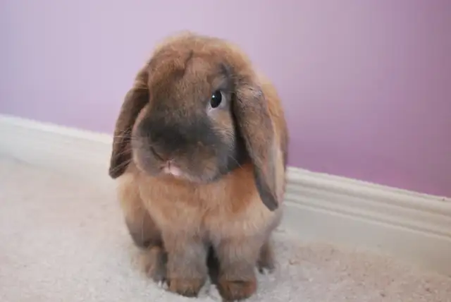Small Pet-sitting - Photo 9
