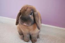 Small Pet-sitting - Photo 9