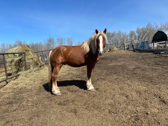 Belgian stud for sale