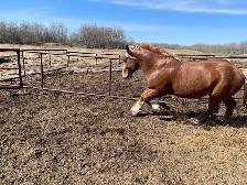 Belgian stud for sale - Photo 2