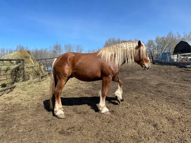 Belgian stud for sale - Photo 3