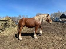 Belgian stud for sale - Photo 3