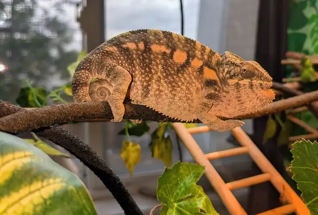 Panther Chameleon