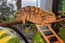 Panther Chameleon