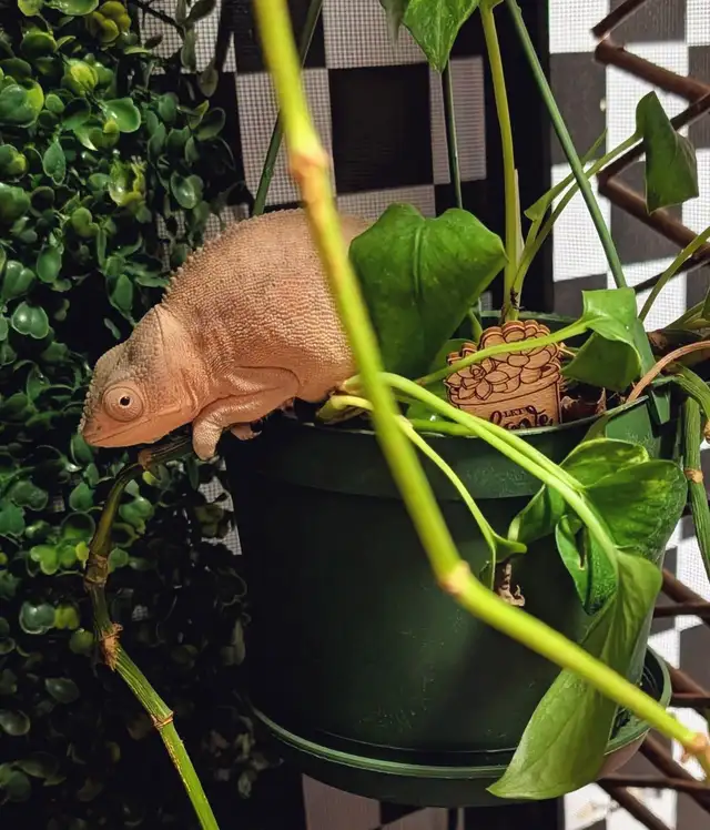 Panther Chameleon - Photo 2