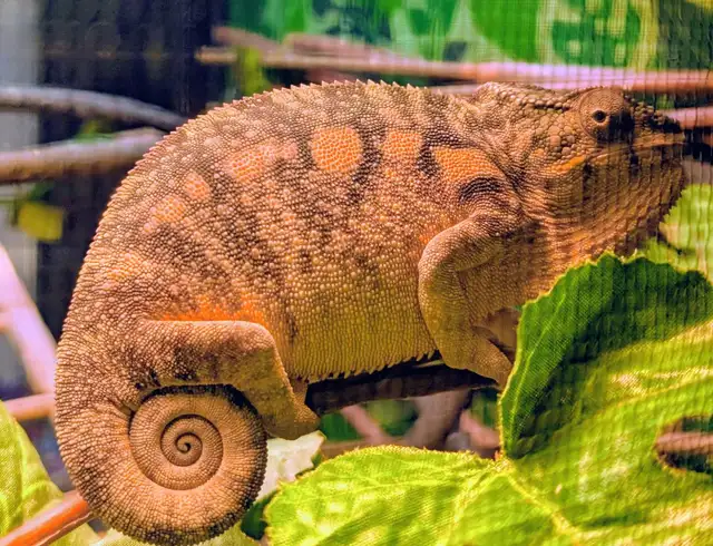 Panther Chameleon - Photo 3